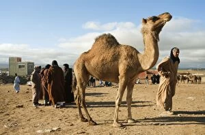 Images Dated 24th January 2009: Dromedary Camel - at the Saturday camel market of Guelmim