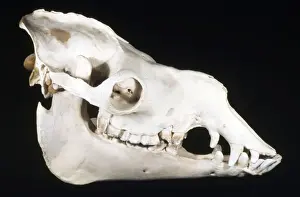 Camels Prints: Dromedary Camel Skull - male - dry grasslands - north Africa