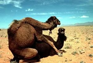 Deserts Collection: Dromedary CAMELS - mating