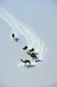 Camels Prints: Dromedary - Crossing salt / shallow water, Lake Gairdner, South Australia JPF47220