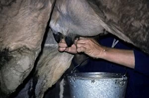 Bucket Gallery: Dromedary a One-humped Camel - being milked