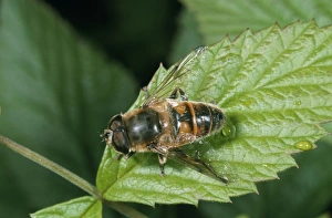 Images Dated 7th March 2006: Drone Fly / Hover Fly