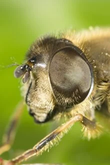 Drone Fly - showing eye