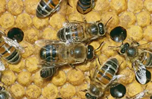 Beehive Prints: Drone Honey Bee - male on comb