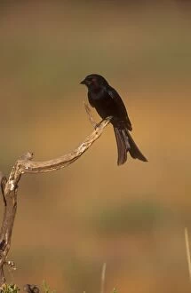 Drongo - Showing forked tail and red eye