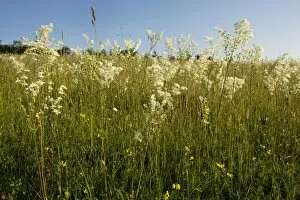 Images Dated 17th June 2008: Dropwort (Filipendula vulgaris) - widespread plant of calcareous grassland. Also grown in gardens