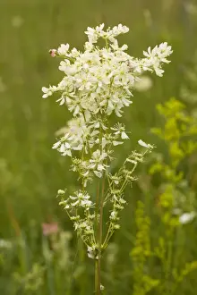 Sward Prints: Dropwort (Filipendula vulgaris) - widespread plant of calcareous grassland