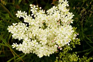 Dropwort (Filipendula vulgaris) - widespread plant of calcareous grassland. Also grown in gardens