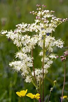 Images Dated 5th June 2011: Dropwort - in flower - limestone grassland