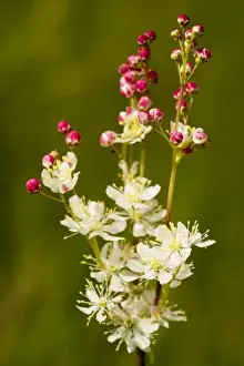 Calcicole Prints: Dropwort - in flower on limestone grassland