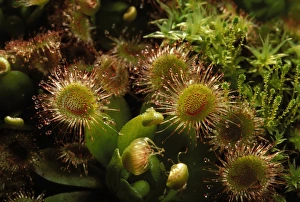 Images Dated 30th April 2007: Drosera rosea Australia, New-Zealand