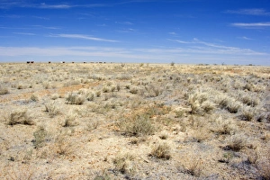 Images Dated 23rd August 2008: Drought - completely dried up pasture totally devoid of any signs of plant live