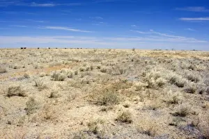Drought Prints: Drought - completely dried up pasture totally devoid of any signs of plant live