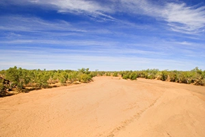Images Dated 13th August 2008: drought - completely dried out riverbed, which is evidence of drought
