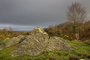 Images Dated 9th December 2006: Druid hill - Paimpont forest, / Broceliande, Paimpont, Rennes, Brittany, France
