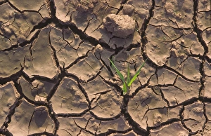 Dry cracked muddy farmland with single shoot of wheat or barley Dry cracked muddy farmland with single shoot of wheat or barley