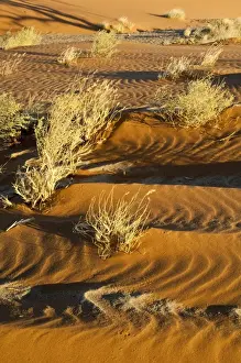 Ripples Prints: Dry grasses and sand pattern - Namib desert - Sossusvlei area - Namibia