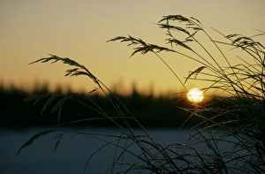 Dry grasses in sunrise over frozen river Hudosey, a tributary of river Taz, and taiga-forest; above the Polar Circle Dry grasses in sunrise over frozen river Hudosey, a tributary of river Taz, and taiga-forest; above the Polar Circle