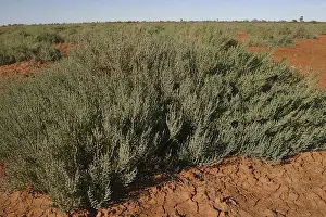 Australian Endemic Prints: Dry lakebed Succulent - This species flourishes on dry lake beds which may remain dry for years
