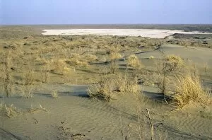 Images Dated 1st March 2010: Dry salt marsh - surrounded by sand dunes - a typical scene in Central Karakum desert