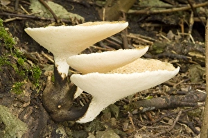 Images Dated 14th September 2008: Dryad's Saddle - growing on sycamore stump
