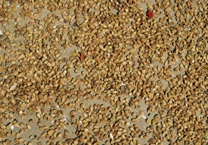 Images Dated 8th October 2007: Drying flowers of Mahua / Honey Tree / Madhuka / Mohwa - Used for medicinal purposes
