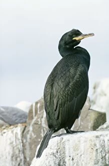 Images Dated 30th March 2006: Shag