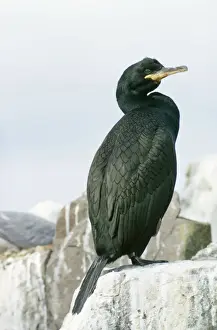 Shag Prints: Shag