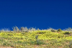 Images Dated 18th March 2008: Dubbeltjie flowers after good rainfall. Kgalagadi Transfrontier Park, Northern Cape, South Africa