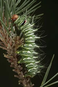 Images Dated 6th July 2005: Dubernard's Luna Moth - Caterpillar