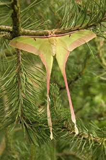Dubernards Luna Moth - Male