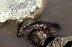 Duck-billed / Duckbill Platypus - Crawling over rocks