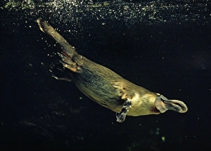 Duck-billed / Duckbill Platypus swimming underwater Duck-billed / Duckbill Platypus swimming underwater