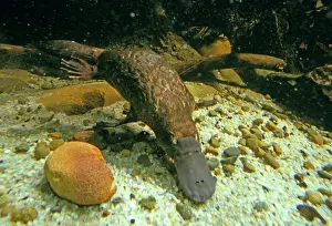 Marsupials Prints: Duck-billed / Duckbill Platypus - Swimming underwater New South Wales, Australia RMS04561