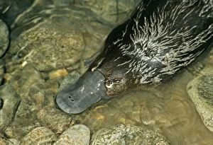 Anatinus Gallery: Duck-billed PLATYPUS - close-up of head, in water