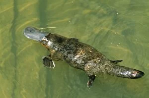 Duck-billed PLATYPUS - female in water, from above with courtship bite on tail