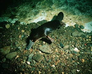 Duck-billed Platypus - foraging for food underwater