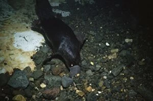 Anatinus Gallery: Duck-billed / Platypus - underwater