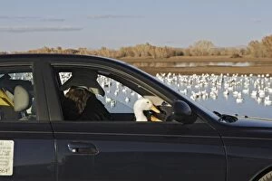 Duck - in car with photographer - Bosque del Apache