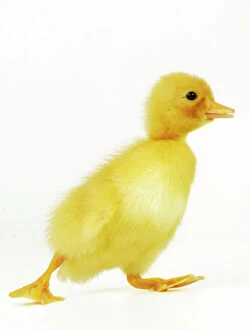 DUCK - Duckling