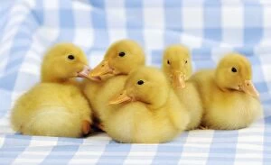 Images Dated 14th June 2010: DUCK. Duckling sitting in front of four ducklings sitting in a row