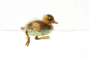 Agricultural Collection: DUCK - Duckling swimming