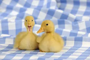 Beaks Prints: DUCK. Ducklings sitting together
