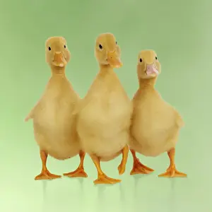 Farm Animal Prints: DUCK. Three ducklings stood in a row Digital manipulation: background colour
