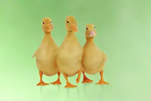 Easter Prints: DUCK. Three ducklings stood in a row Digital manipulation: background colour