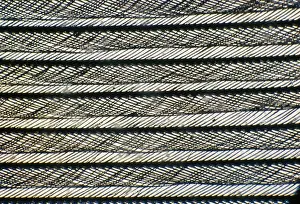 Duck Feather Close-up