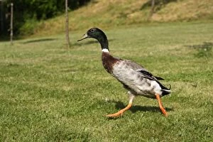 Images Dated 22nd June 2006: Duck hybrid mallard & Indian Runner