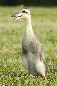 Images Dated 22nd June 2006: Duck - hybrid mallard & Indian Runner - duckling