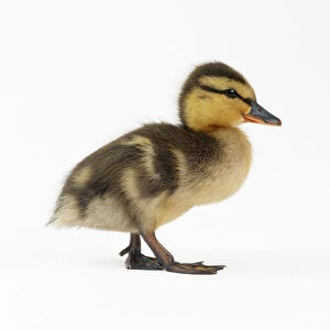 DUCK - Mallard duckling, one week old