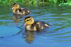 DUCK - Two Mallard ducklings on a pond